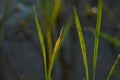 Paddy plant and the sunlight makes the seen awesome.