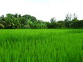 Paddy plantation in a farm land with foliage coverage