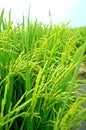 Paddy plantation