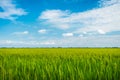 Beautiful view of rural green rice field Royalty Free Stock Photo