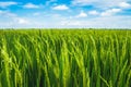 Beautiful view of rural green rice field Royalty Free Stock Photo