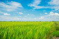 Beautiful view of rural green rice field Royalty Free Stock Photo