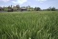 Paddy plants in green rice fields with village houses in the distance. Isolated on the village with Balinese houses background and