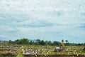 a paddy plowing car and dozens of cranes Royalty Free Stock Photo