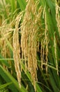 Paddy rice