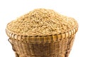 Paddy rice in basket Royalty Free Stock Photo