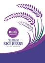 Paddy rice berry for background - Layout template size A4 Vector design