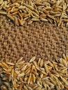 Paddy rice on burlap with copy space for writing