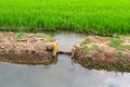 Paddy rice canal irrigation panorama landscape agriculture nature natural Po Valley Royalty Free Stock Photo