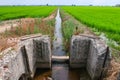 Paddy rice canal irrigation panorama landscape agriculture nature natural Po Valley Royalty Free Stock Photo