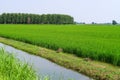 Paddy rice canal irrigation panorama landscape agriculture nature natural Po Valley Royalty Free Stock Photo