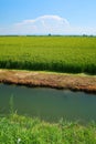 Paddy rice canal irrigation panorama landscape agriculture nature natural Po Valley Royalty Free Stock Photo