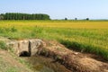 Paddy rice canal irrigation panorama landscape agriculture nature natural Po Valley Royalty Free Stock Photo