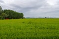 Paddy rice canal irrigation panorama landscape agriculture nature natural Po Valley Royalty Free Stock Photo