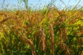 Paddy rice canal irrigation panorama landscape agriculture nature natural Po Valley Royalty Free Stock Photo