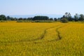 Paddy rice canal irrigation panorama landscape agriculture nature natural Po Valley Royalty Free Stock Photo