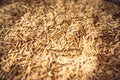 A Paddy rice close up top view Royalty Free Stock Photo