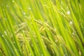 Paddy rice crop Royalty Free Stock Photo