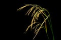 Paddy rice crop isolated on black background with clipping path Royalty Free Stock Photo