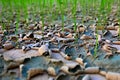 Paddy rice in drought.