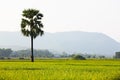 Paddy Rice Field Royalty Free Stock Photo