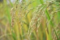 Paddy rice field Royalty Free Stock Photo