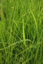 Paddy rice field Royalty Free Stock Photo