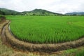 Paddy rice in field Royalty Free Stock Photo