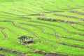 Paddy rice in field Royalty Free Stock Photo