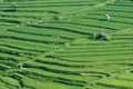 Paddy rice field bali