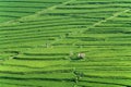 Paddy rice field bali Royalty Free Stock Photo