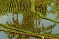 Paddy rice field bali Royalty Free Stock Photo
