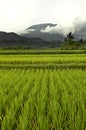 Paddy rice field bali Royalty Free Stock Photo