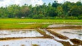 Paddy rice in field. Grain culture of Asia