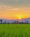 Paddy rice field before harvest with sunrise background Royalty Free Stock Photo