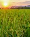 Paddy rice field before harvest with sunrise background Royalty Free Stock Photo