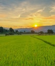 Paddy rice field before harvest with sunrise background Royalty Free Stock Photo