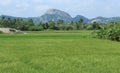 Paddy rice field Royalty Free Stock Photo