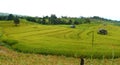 Paddy rice field panorama@Mae Cham,Chiangmai Royalty Free Stock Photo