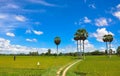 Paddy rice field in southern Vietnam Royalty Free Stock Photo