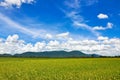 Paddy rice field in southern Vietnam Royalty Free Stock Photo