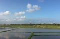 Paddy rice field in southern Vietnam Royalty Free Stock Photo