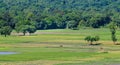 Paddy rice field in southern Vietnam Royalty Free Stock Photo