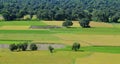 Paddy rice field in southern Vietnam Royalty Free Stock Photo