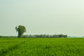 Paddy rice fields cover large agricultural worldwide and paddy is grown