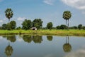 paddy rice fields and farmer hut near pond Royalty Free Stock Photo