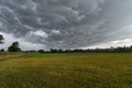 Paddy rice in green agricultural fields with dramatic dark grey clouds sky with thunder storm and rain. Abstract nature landscape Royalty Free Stock Photo