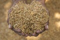 Paddy rice in the hands of the farmer, Close up rice seeds in farmer hand on Paddy background Royalty Free Stock Photo