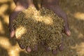 Paddy rice in the hands of the farmer, Close up rice seeds in farmer hand on Paddy background Royalty Free Stock Photo