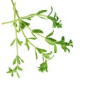 Paddy rice herb Royalty Free Stock Photo